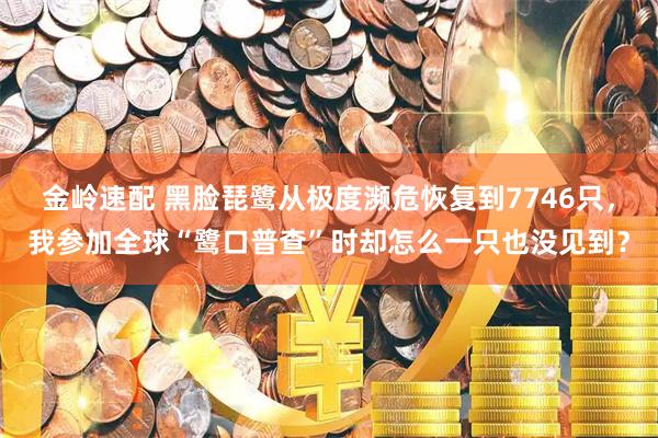 金岭速配 黑脸琵鹭从极度濒危恢复到7746只，我参加全球“鹭口普查”时却怎么一只也没见到？